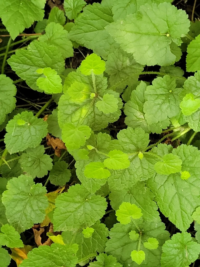 Tolmiea Menziesii