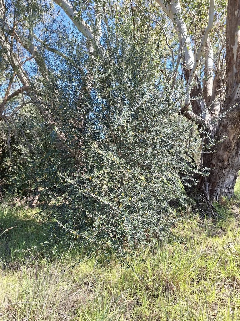 Olea Europaea