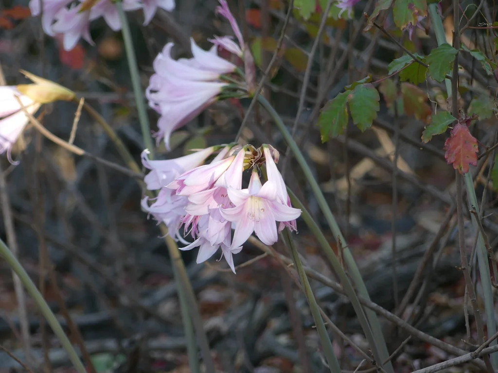 Amaryllis Belladonna