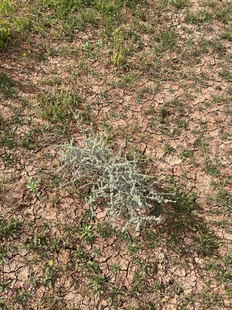 Atriplex Polycarpa