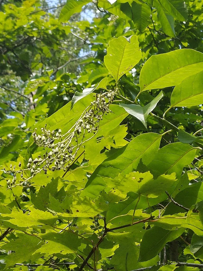 Oxydendrum Arboreum