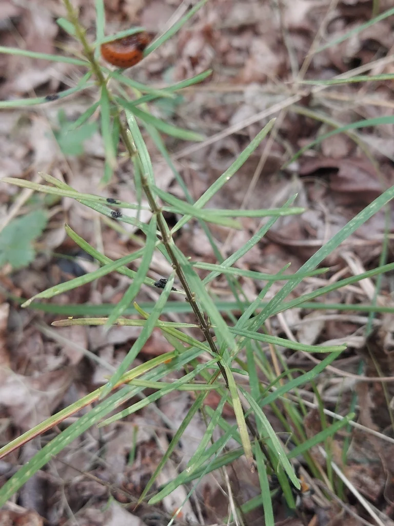 Asclepias Verticillata