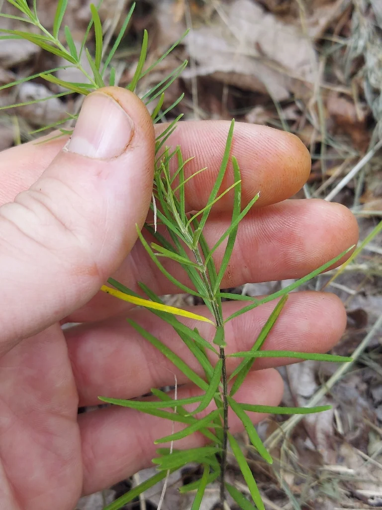 Asclepias Verticillata
