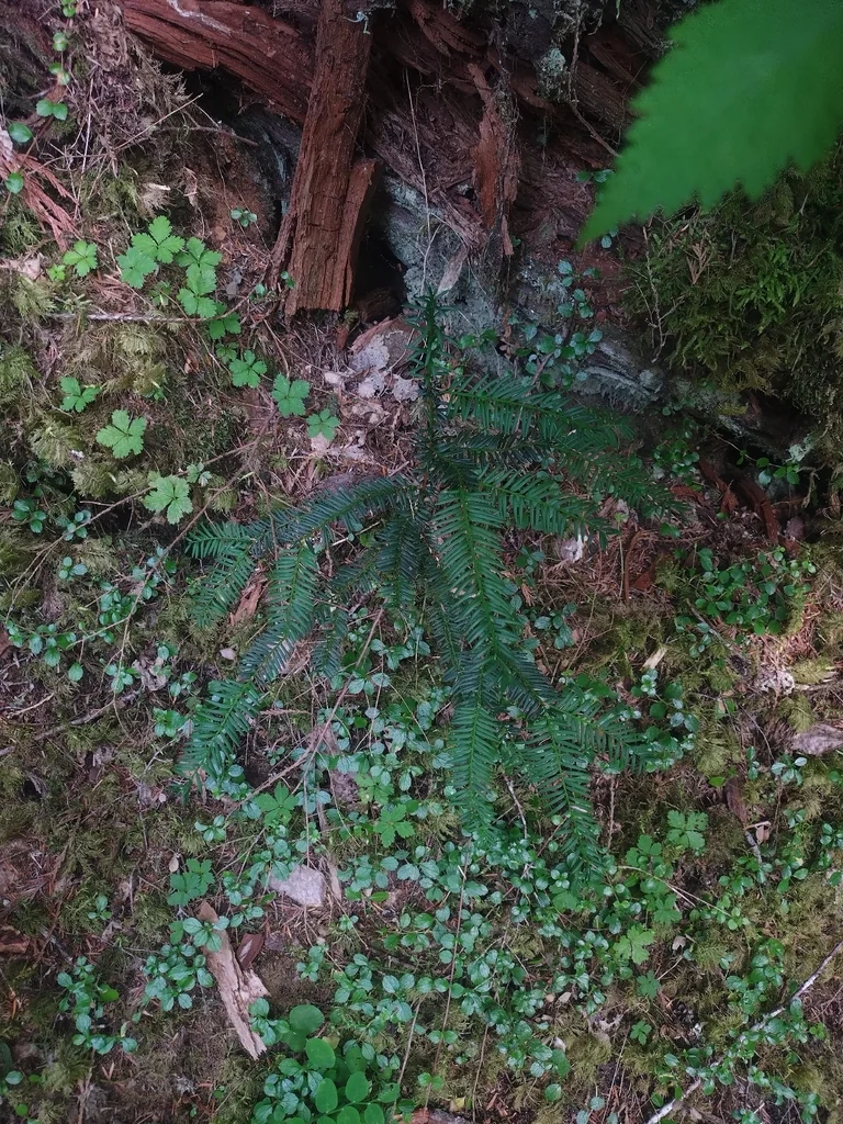 Taxus Brevifolia