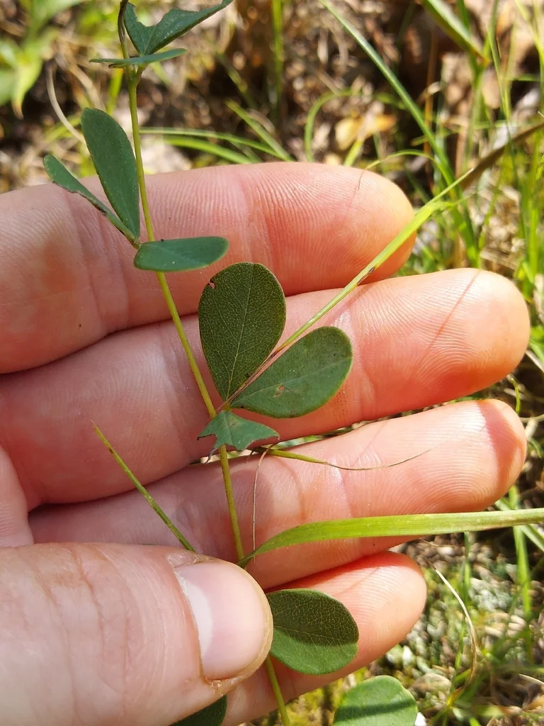 Baptisia Tinctoria