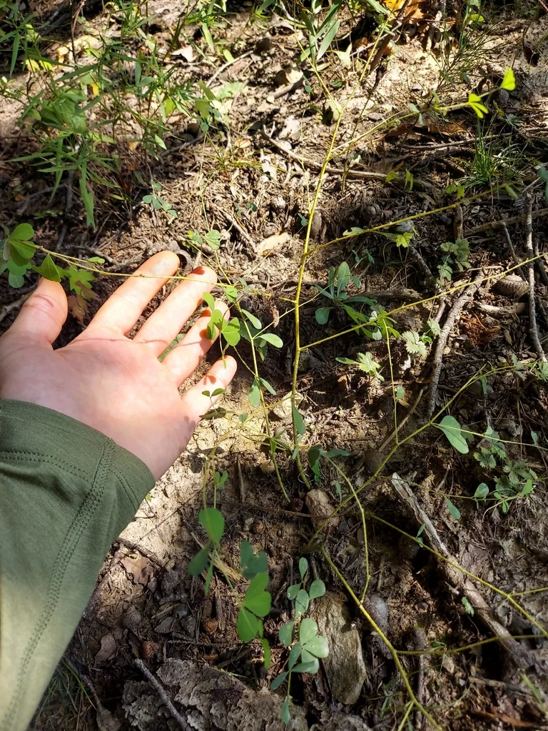 Baptisia Tinctoria