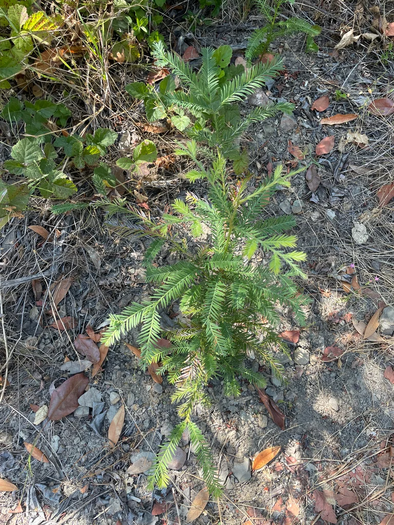 Sequoia sempervirens