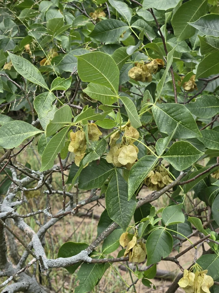 Ptelea Trifoliata