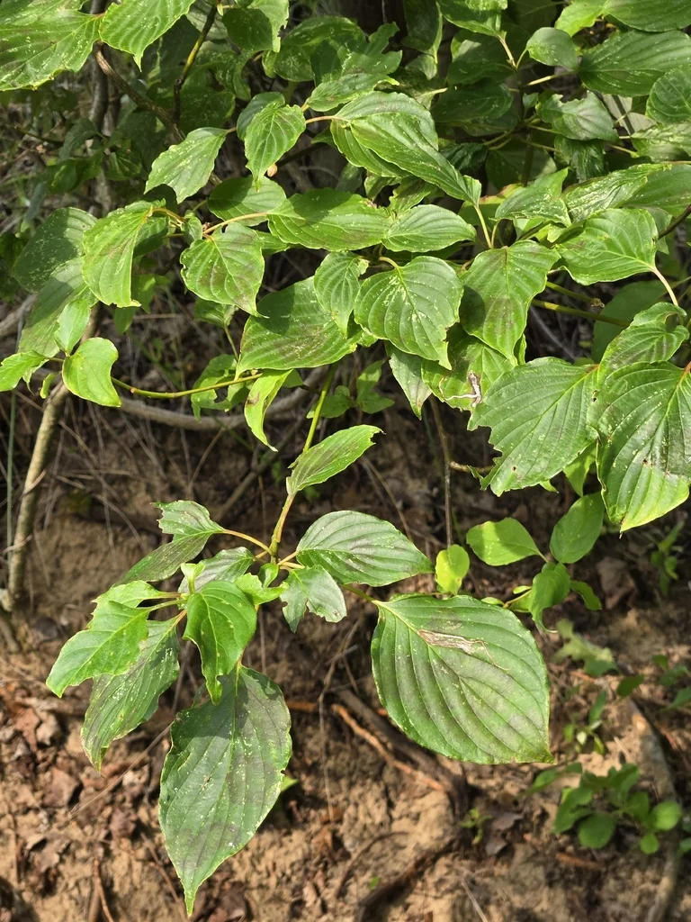 Cornus Alternifolia