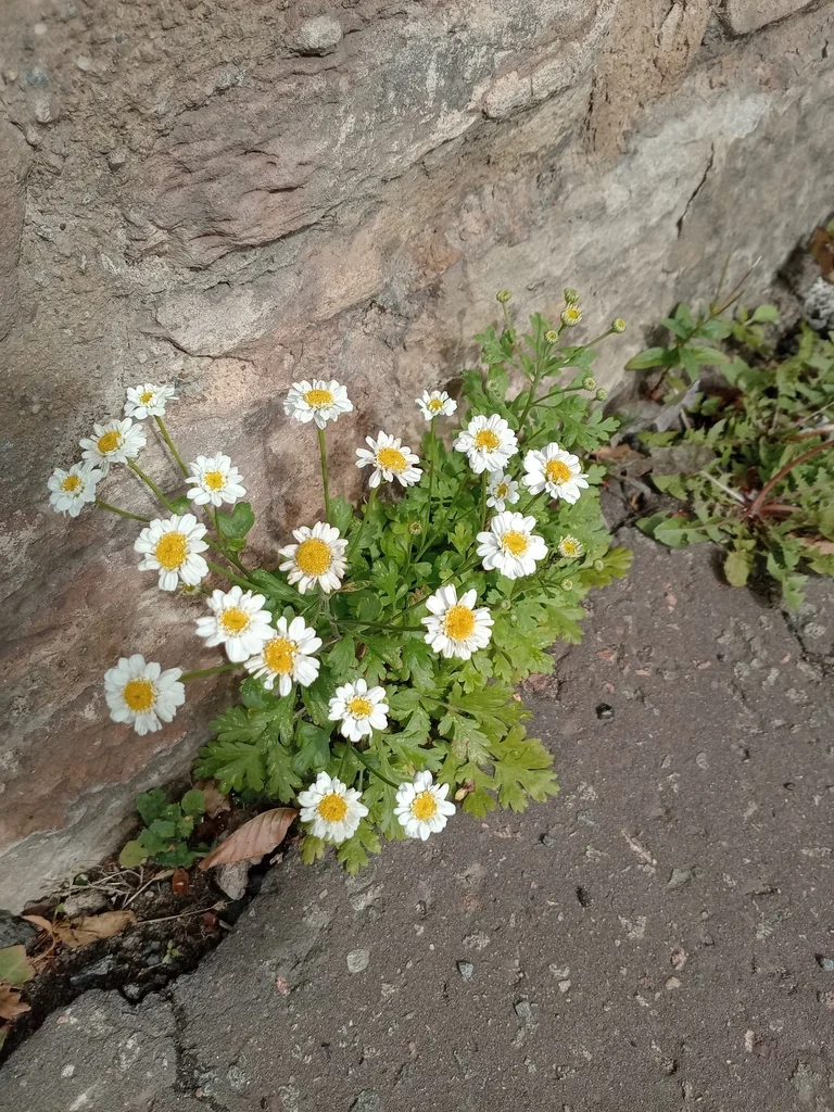 Tanacetum Parthenium