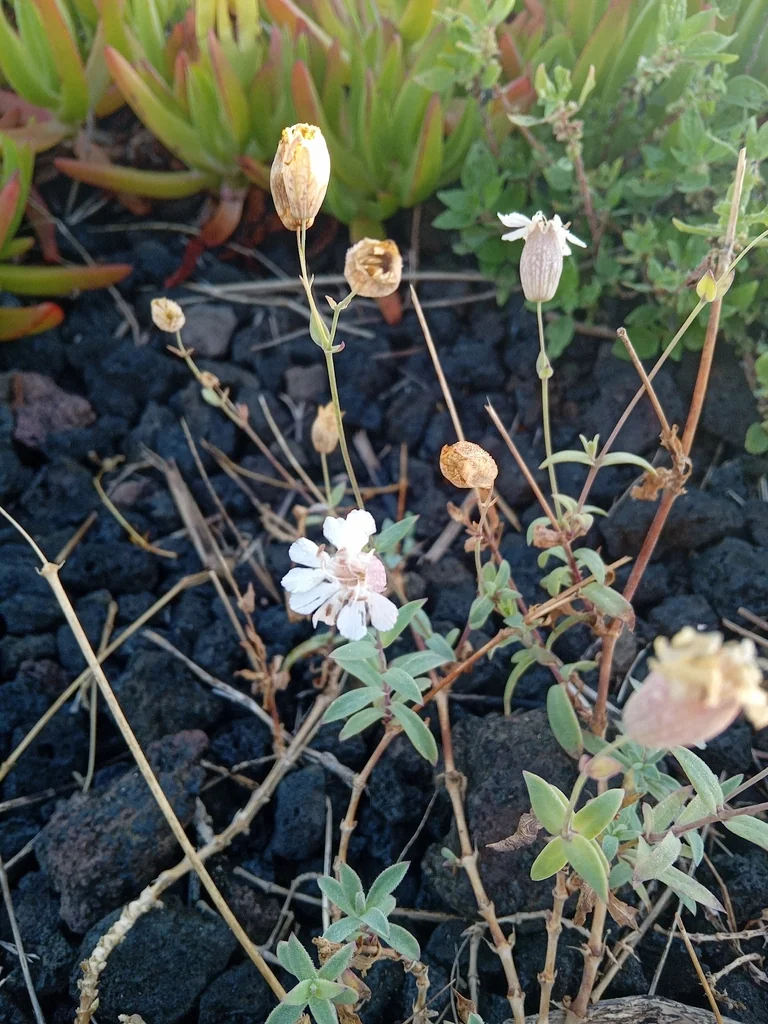 Silene Uniflora