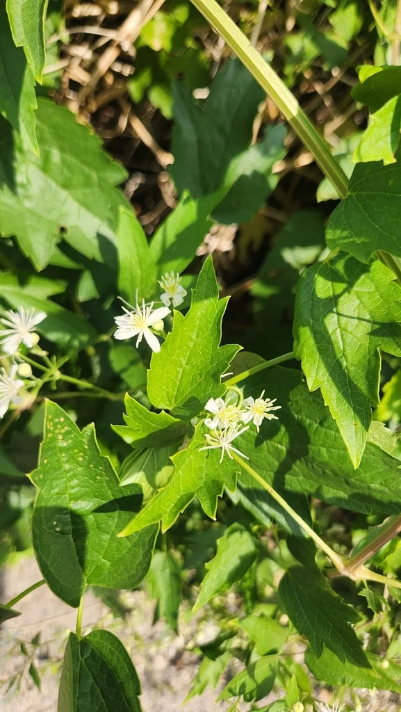 Clematis Ligusticifolia