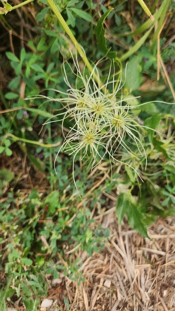Clematis Ligusticifolia