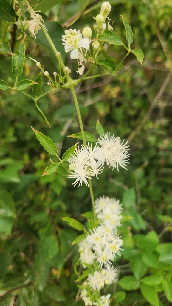 Clematis Ligusticifolia