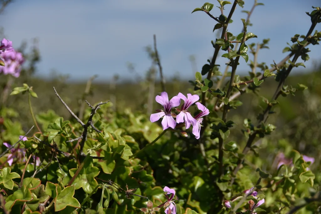 Pelargonium Peltatum