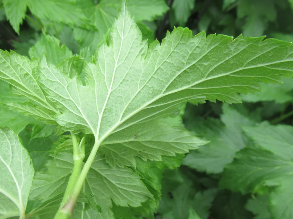 Ribes Nigrum