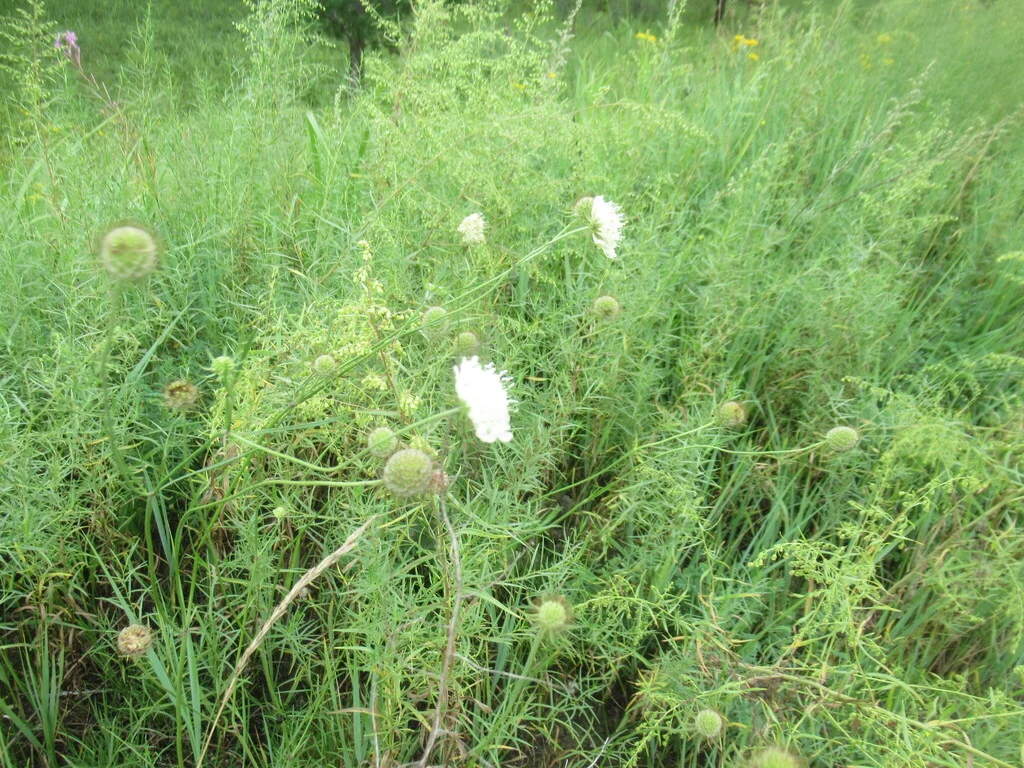 Scabiosa Ochroleuca