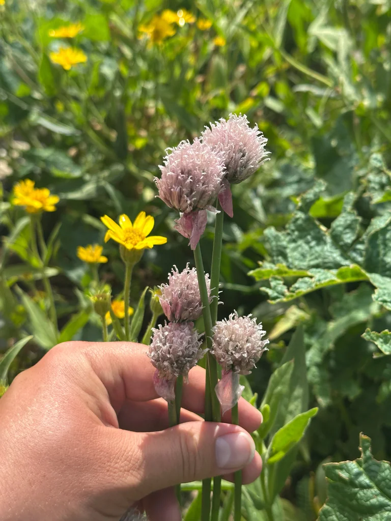 Allium Schoenoprasum