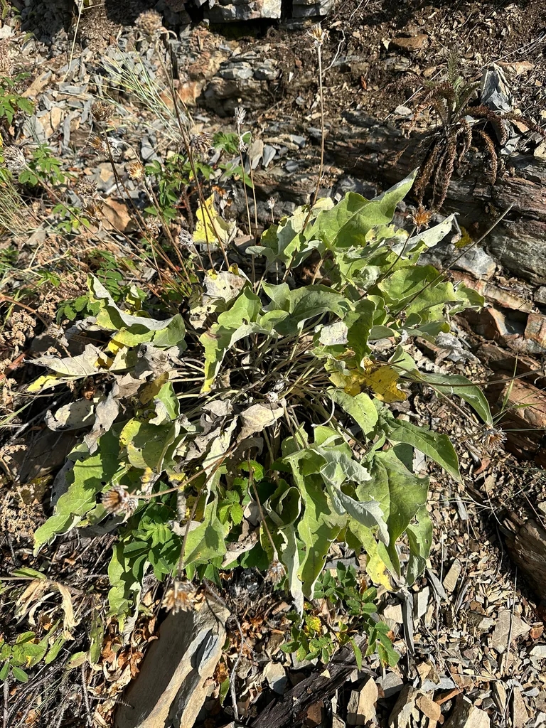 Balsamorhiza Sagittata