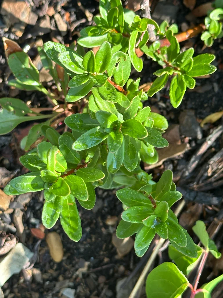 Paxistima Myrsinites