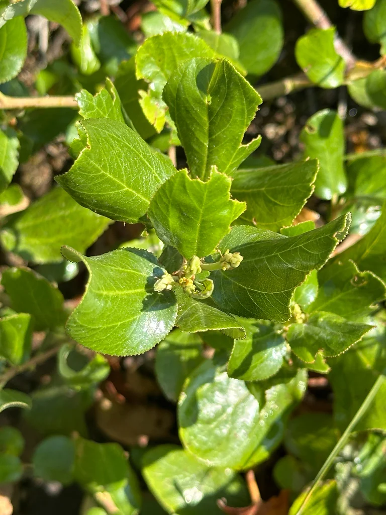Ceanothus Velutinus