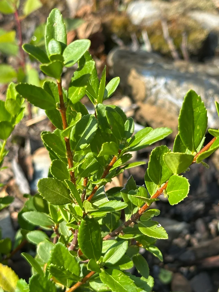 Paxistima Myrsinites