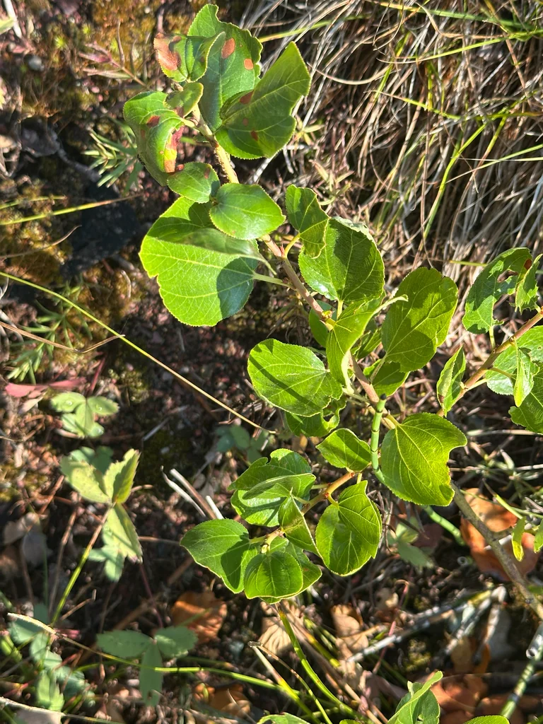 Ceanothus Velutinus