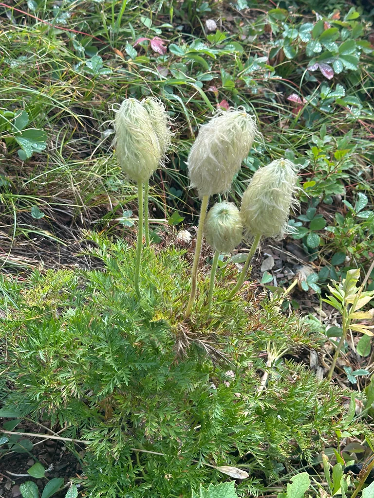 Anemone Occidentalis