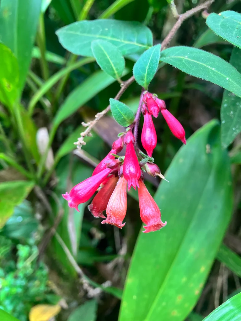 Cestrum Elegans