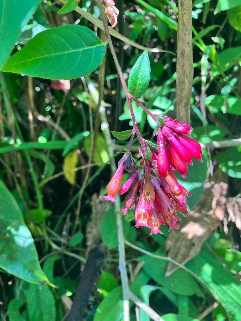 Cestrum Elegans