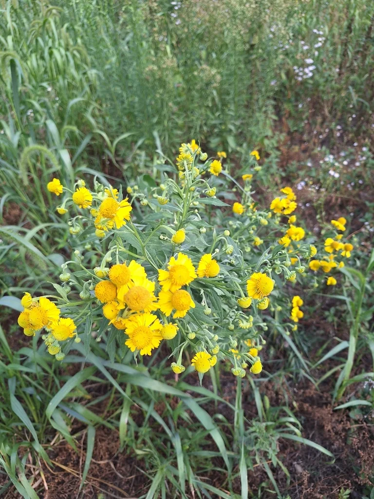 Helenium Autumnale
