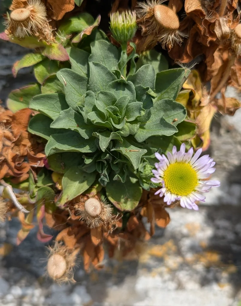 Erigeron Glaucus