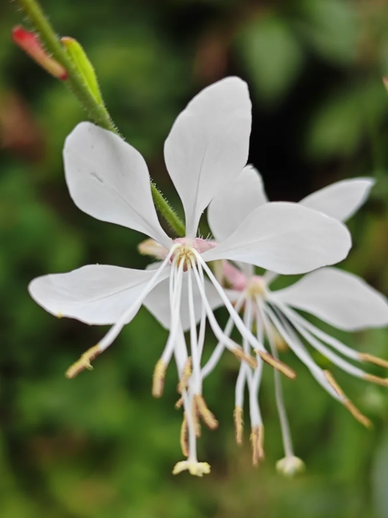 Oenothera lindheimeri