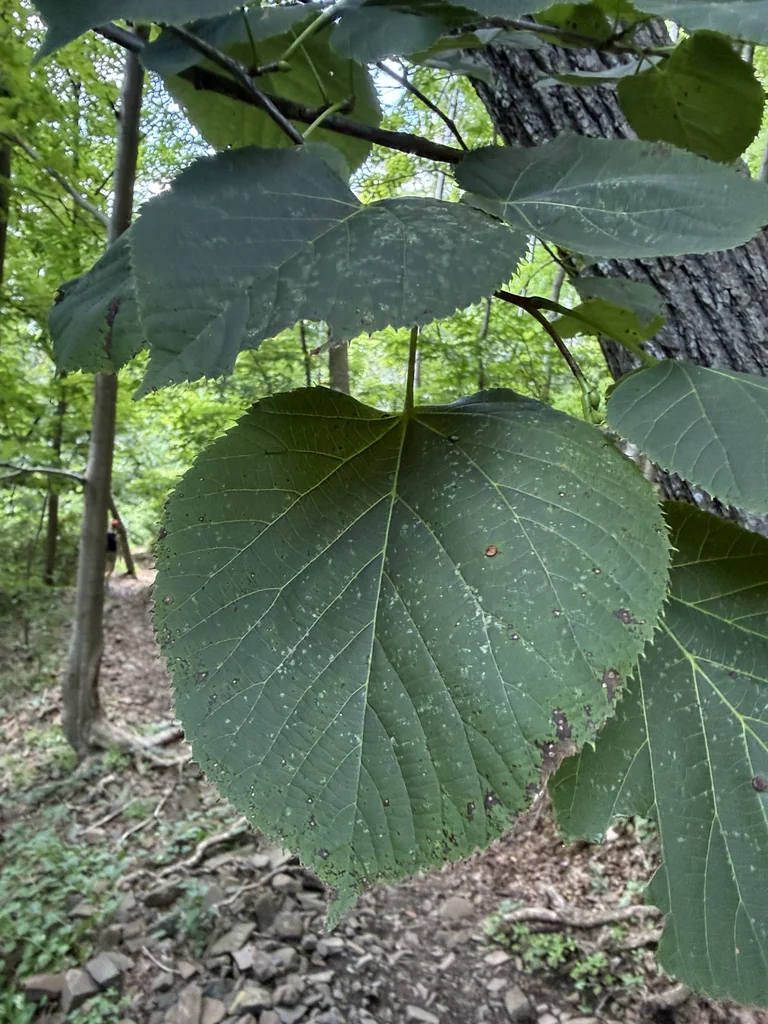 Tilia Americana