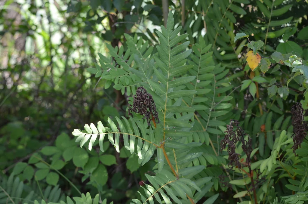 Osmunda Regalis