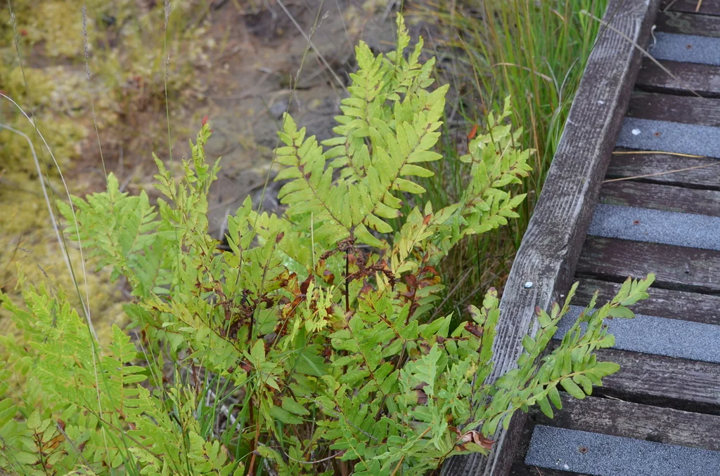 Osmunda Regalis