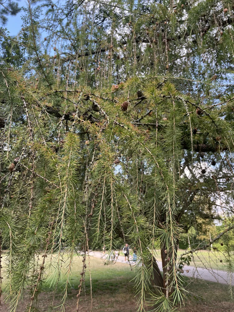 Larix Decidua