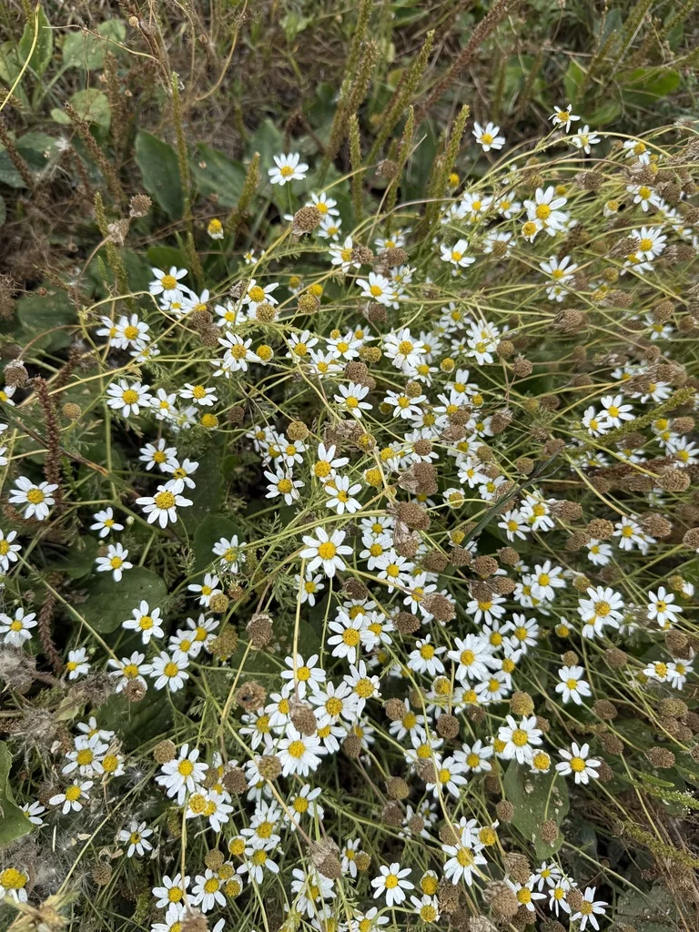 Matricaria Recutita