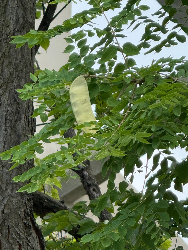 Gymnocladus Dioicus