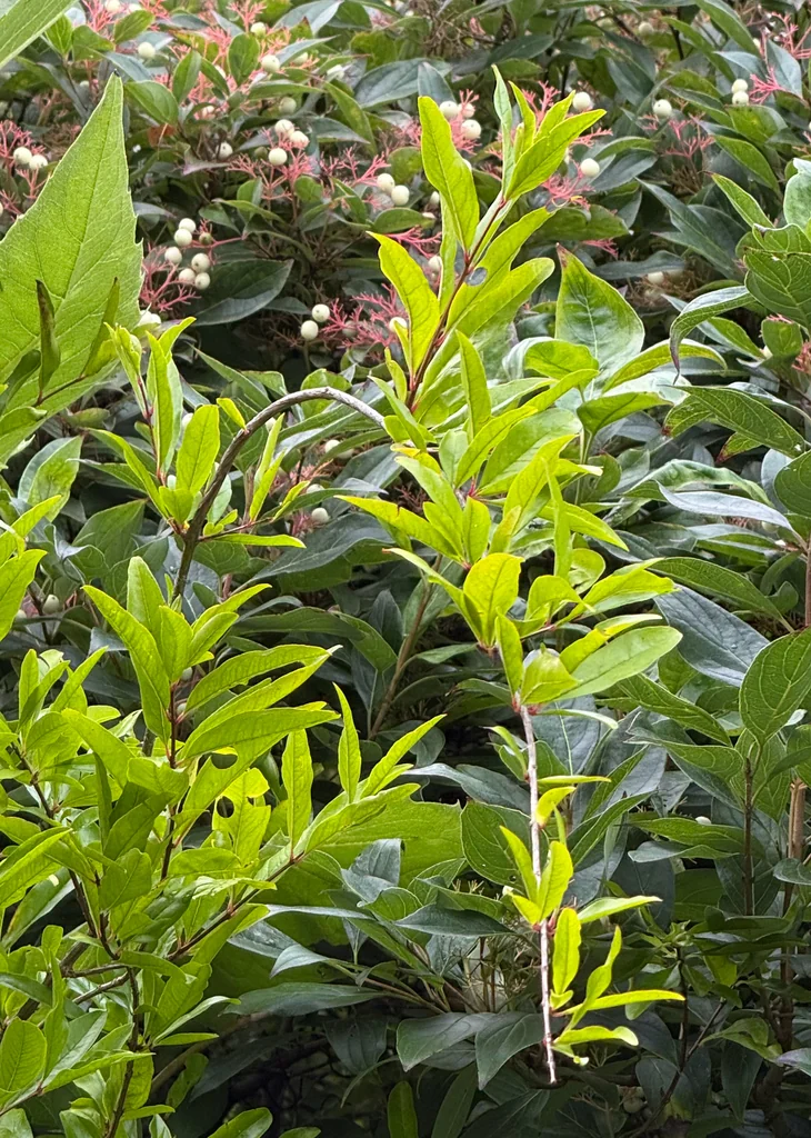 Punica granatum