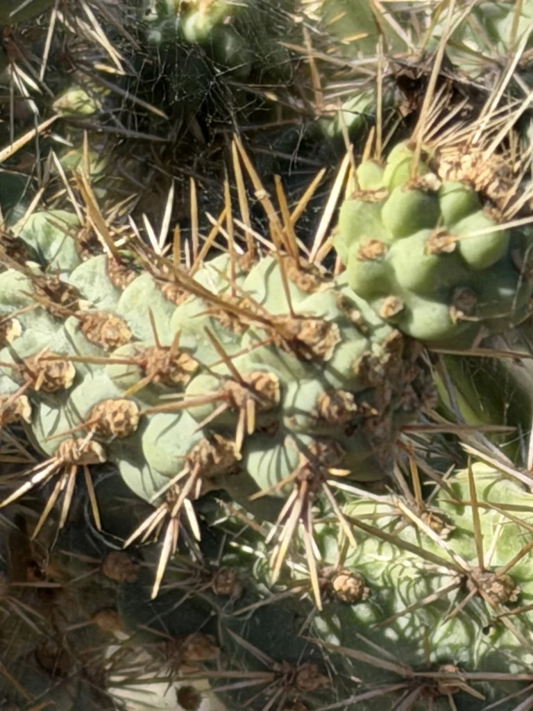 Cylindropuntia prolifera