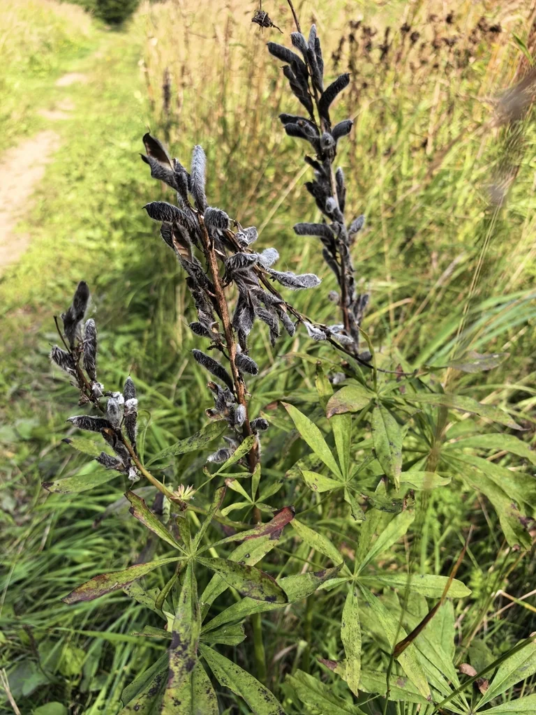 Lupinus Polyphyllus
