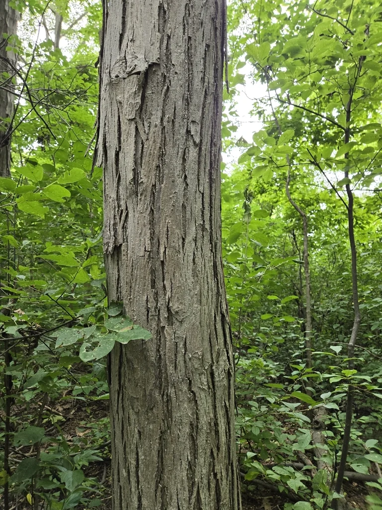 Carya Ovata