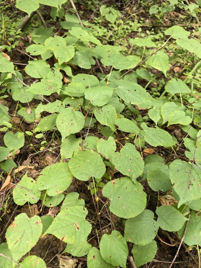 Tilia Cordata