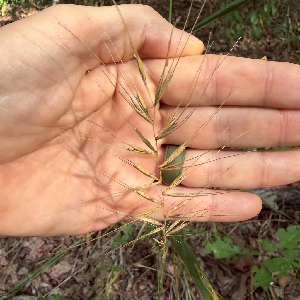 Elymus Hystrix