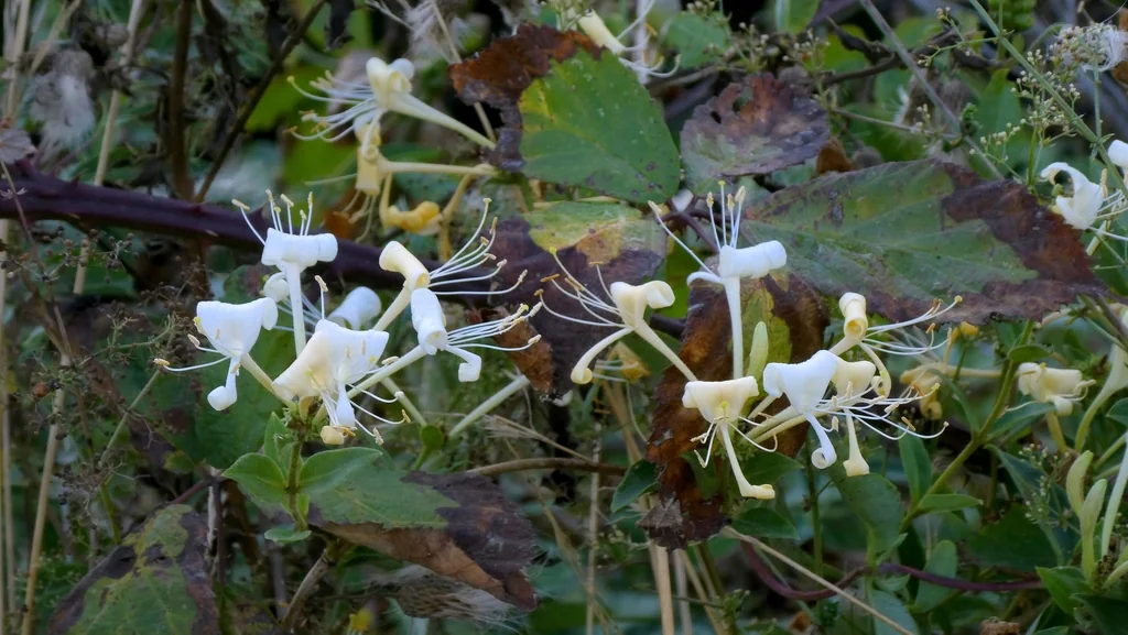 Lonicera periclymenum