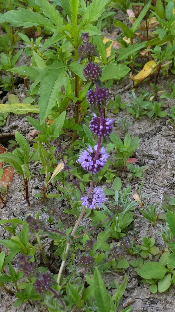 Mentha Pulegium