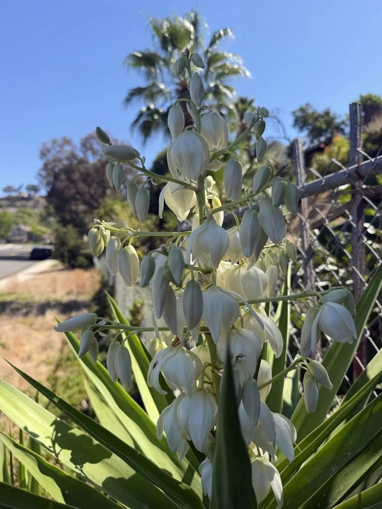 Yucca Elephantipes