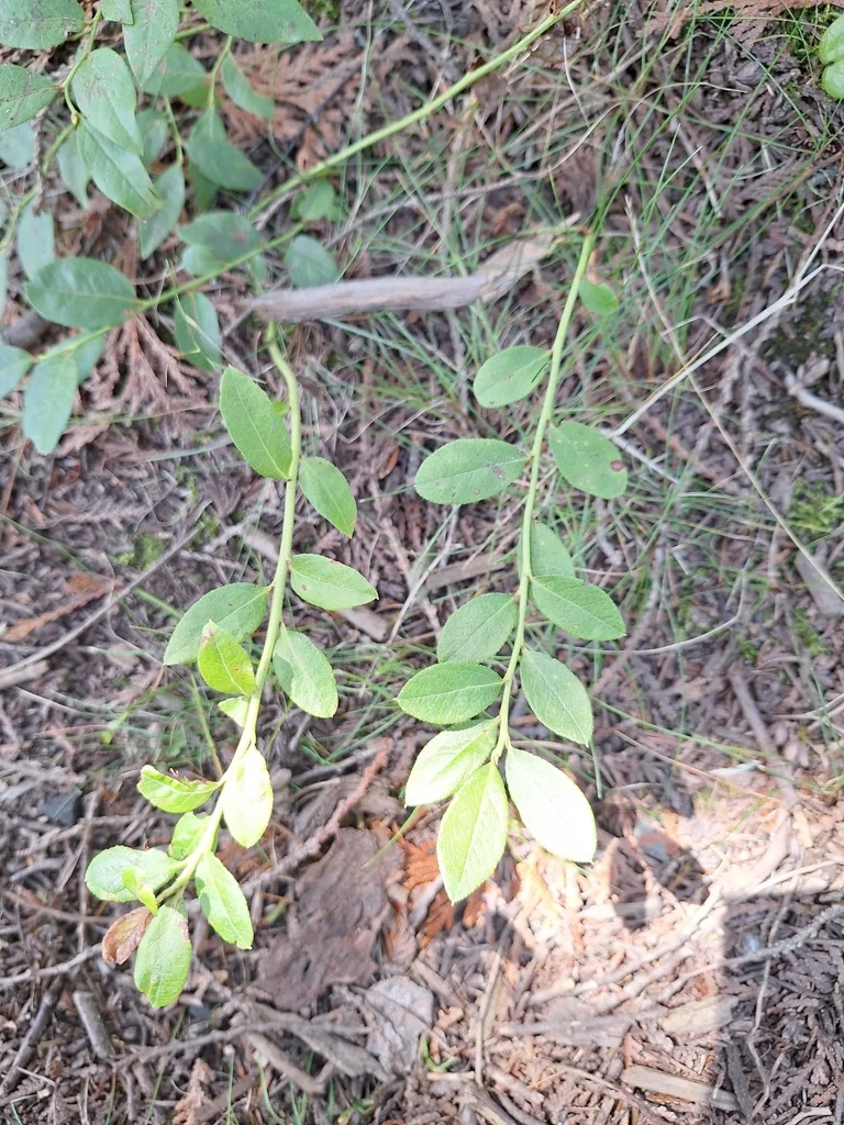 Vaccinium Angustifolium