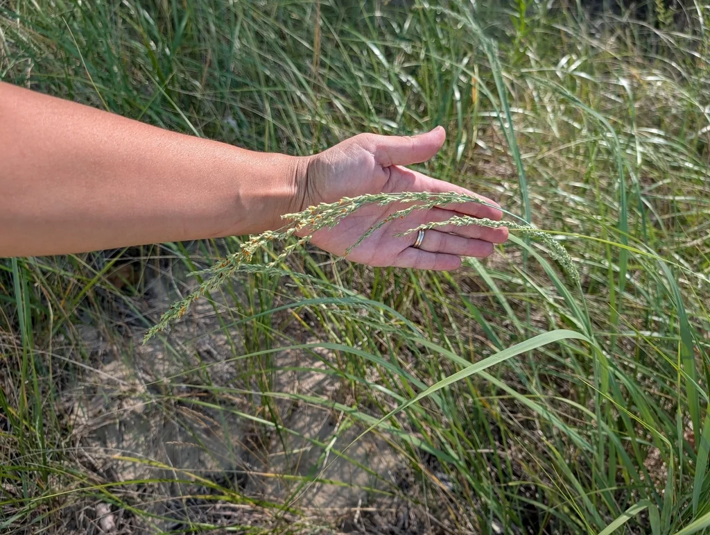 Panicum Amarum